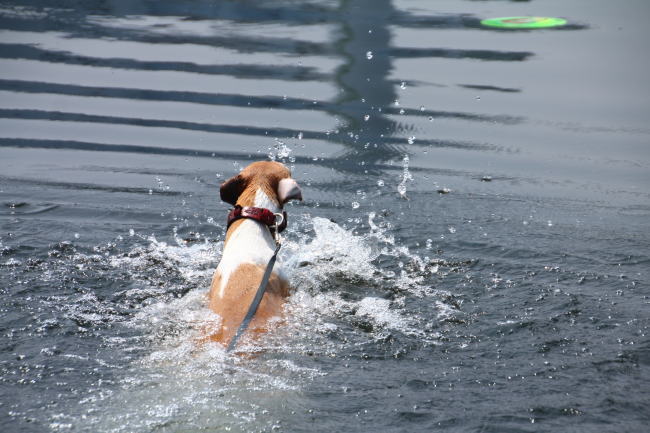20130811_tamagawa_11