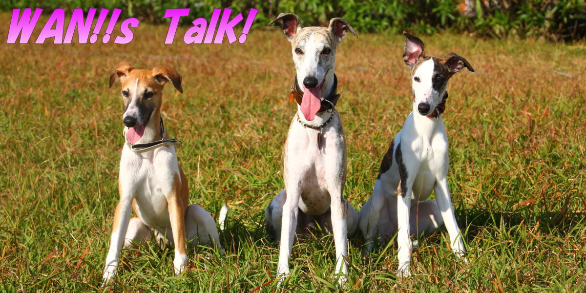 WAN!!s Talk! logo
