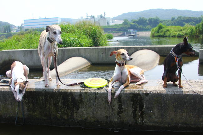 20130811_tamagawa_03