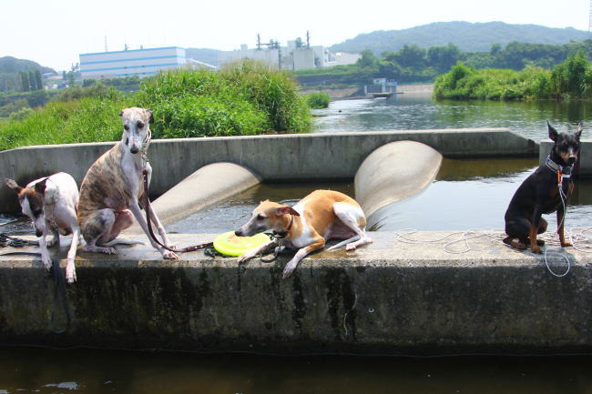 20130811_tamagawa_02