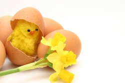 easter chick