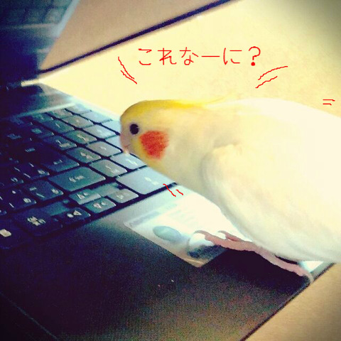 BlogPaint