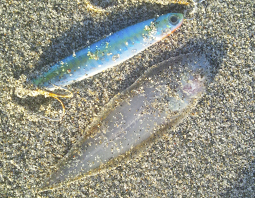 ヒラメ