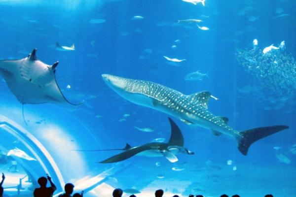 トリップアドバイザー、「世界の人気観光スポット2015 ～動物園・水族館編～」を発表！