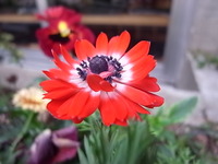 R0014516