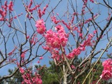 紅梅