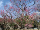 紅梅2