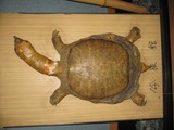すっぽん