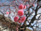しだれ梅アップ