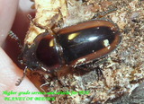 Prosopocoilus sp