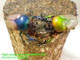 bluenormalcp1