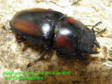 pm35a