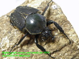fa-male1