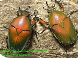 ignite-pair