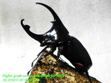 augosoma86