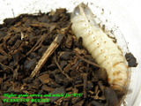 psc-larva