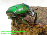 mtifea1