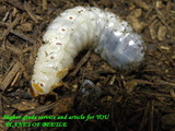 cdd-larva-ablood27feb