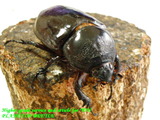 augosoma63