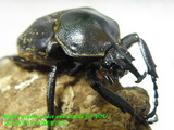fa-maleaug