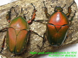 mti-rufinopair