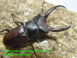pg-47