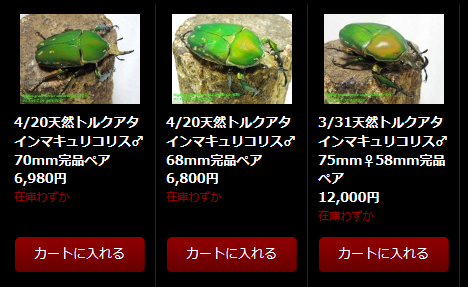 〇トルクアタインマキュリコリス＼(^o^)／