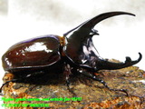 augosoma85