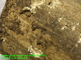 ph-wood