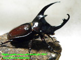 augosoma