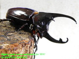 augosoma88