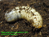cddlarva7nov