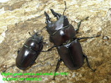 natalensis