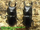 2species-dsp