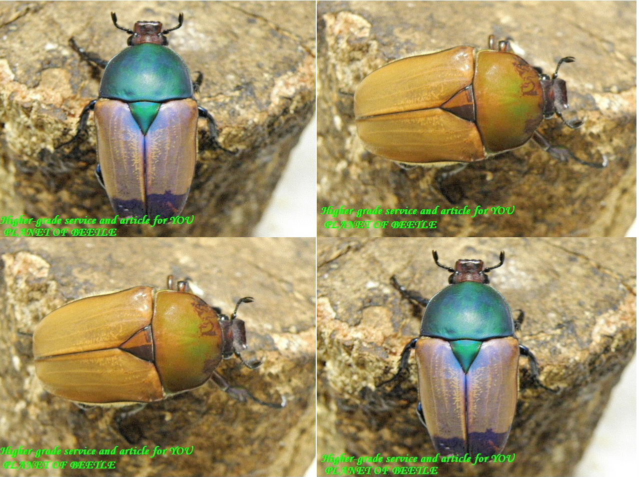 〇エチオピアのコンソセファルス＼(^o^)／