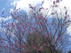 ume