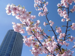 sakura2