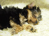 emille sleepy
