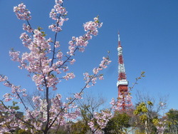 sakura