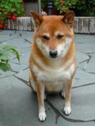 shiba_inu