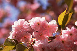 yae zakura