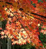 Sanzenin_Autumn leaves