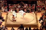 Sumo
