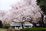 sakura_yokohama