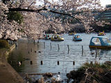 sakura_ueno park