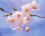 somei yoshino