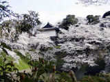 sakura_chidori-ga-fuchi