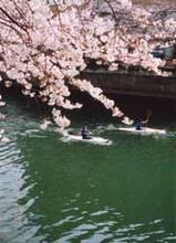 sakura_ookayama river
