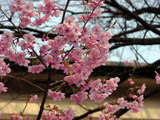 sakura_yasukuni shrine