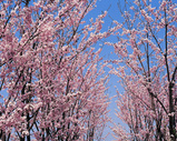 yamazakura